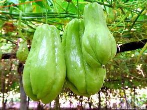 吃中药能吃拳头瓜吗,吃中药时，拳头瓜可否同食？